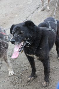 IMG_0387